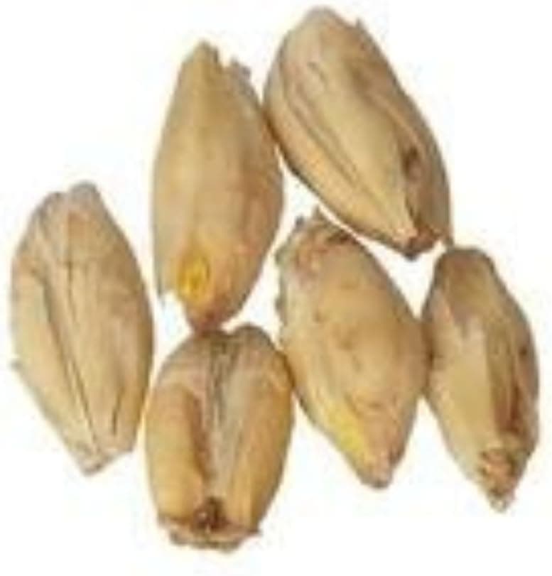Best Brewing Grains for Homebrewing (2026)